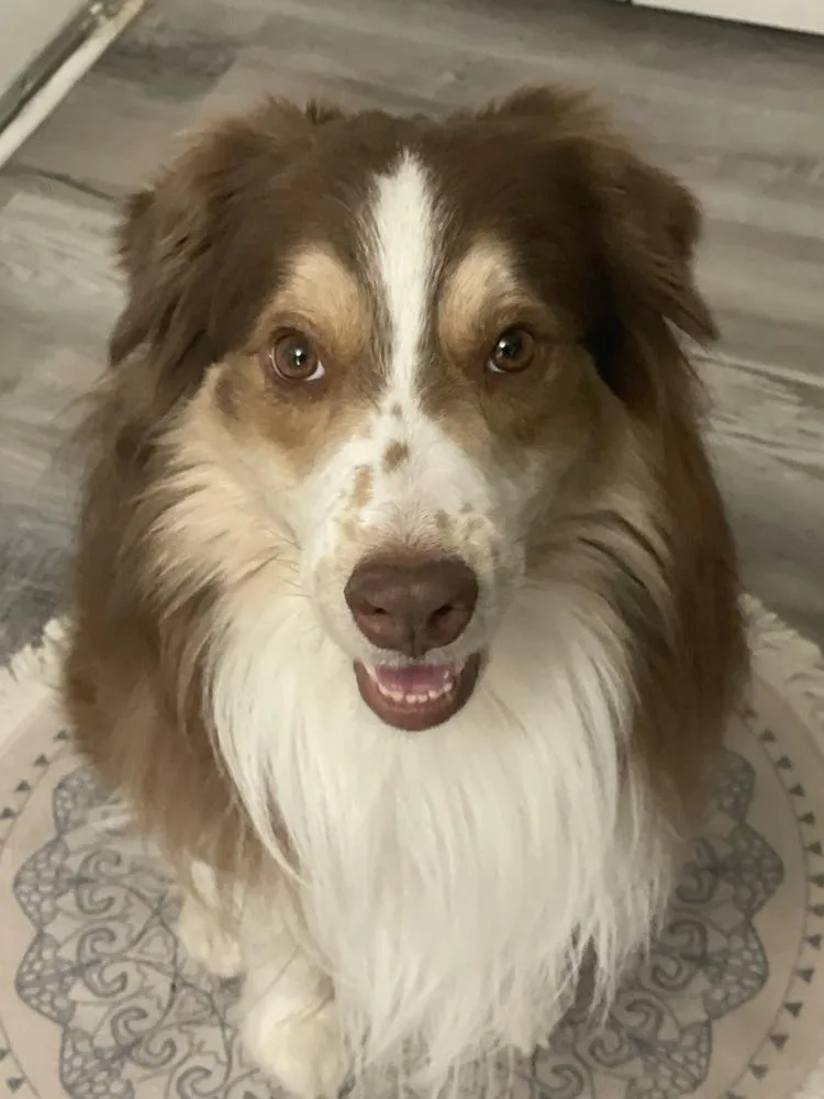 Lover Boy thumbnail 3