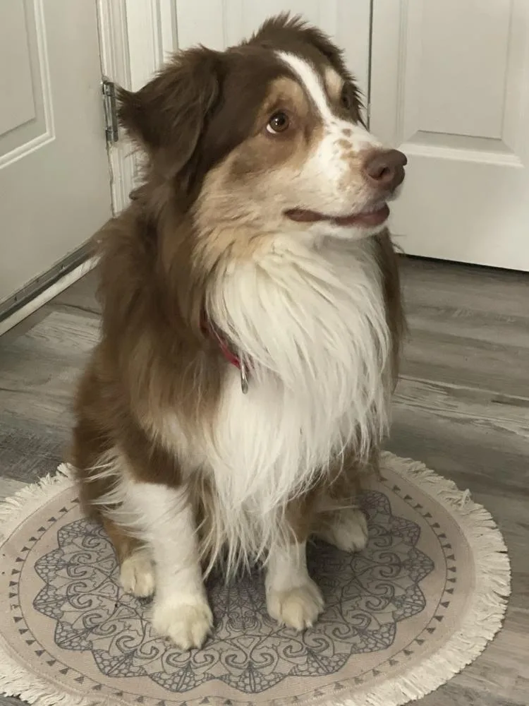 Lover Boy thumbnail 4