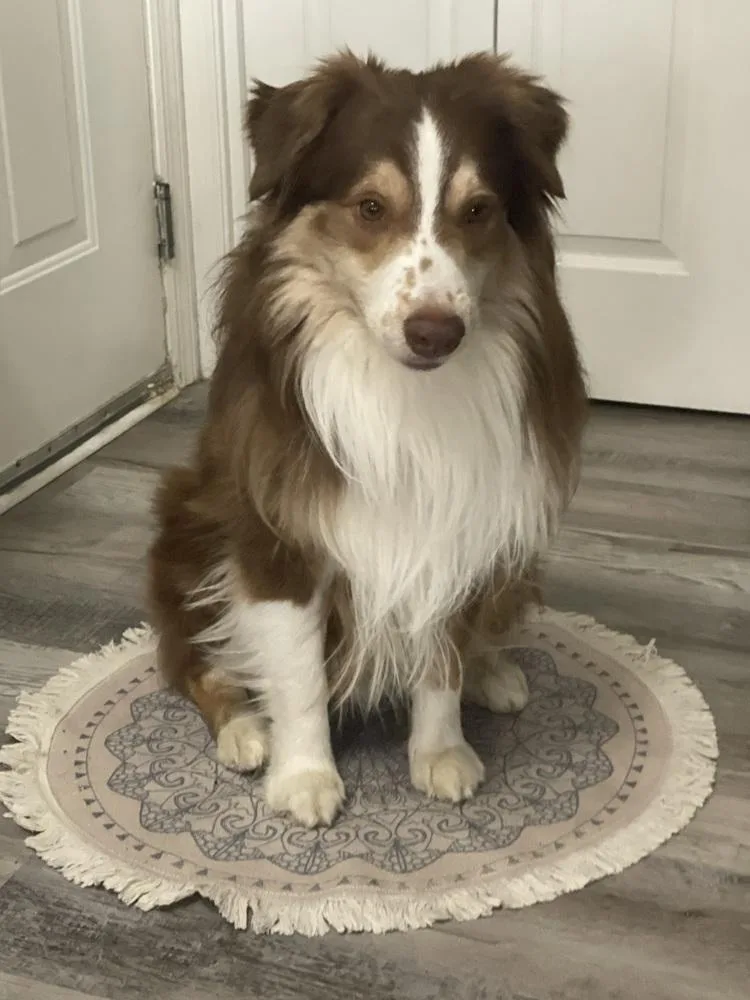 Lover Boy thumbnail 6