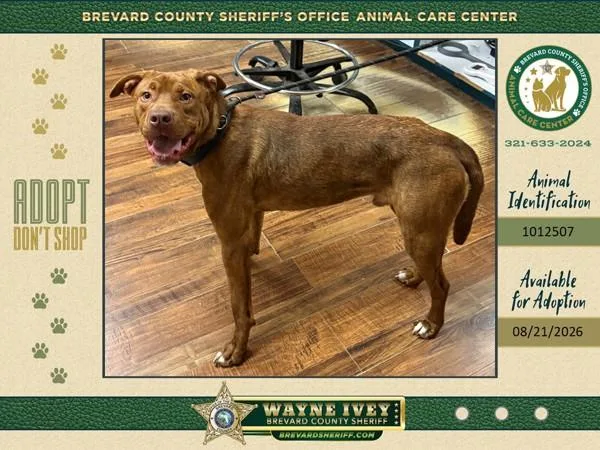 A young medium-sized male Mixed Breed dog named Jethro for adoption in Melbourne, FL