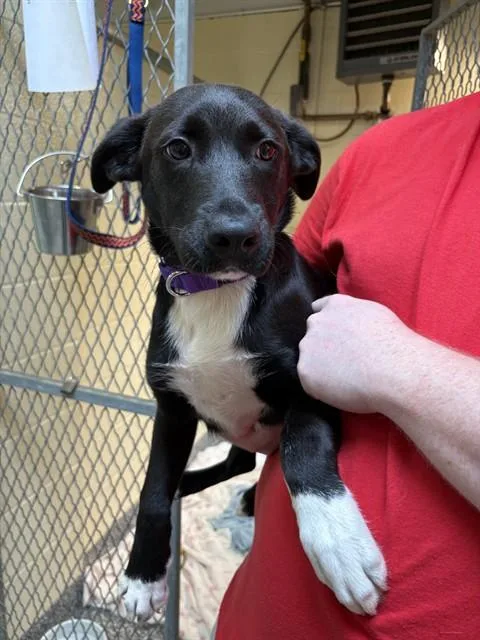 A baby medium-sized female Treeing Walker Coonhound dog named Baby Spice for adoption in Brewster, MA