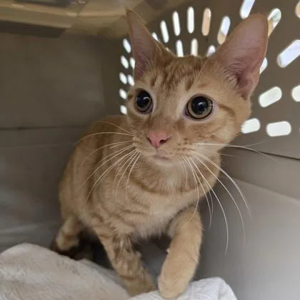 A young medium-sized male Domestic Short Hair cat named Cheeseball for adoption in Charleston, SC