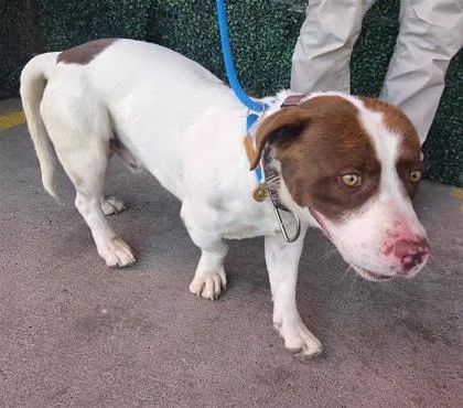 A baby medium-sized male White / Cream Basset Hound dog named 61194352 for adoption in El Paso, TX