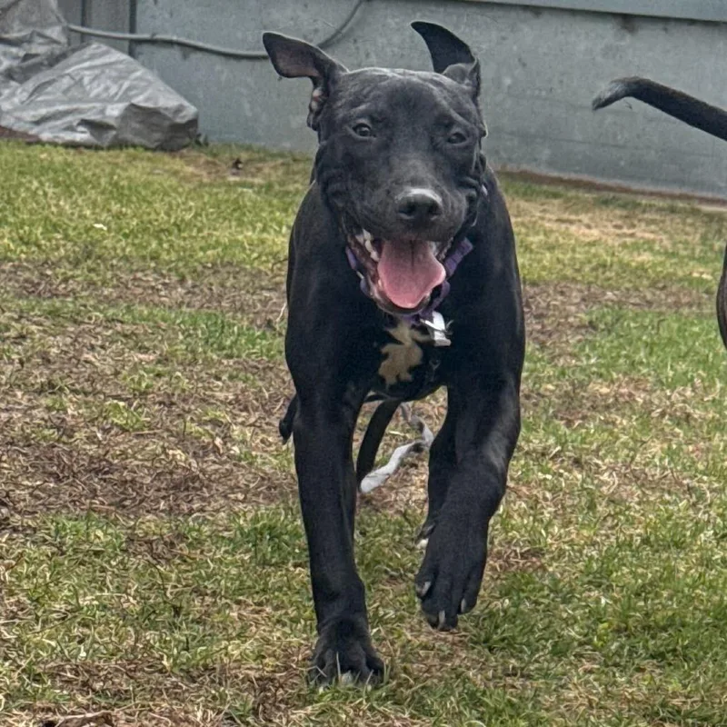 A young medium-sized female Black Mixed Breed dog named Kate for adoption in Owosso, MI