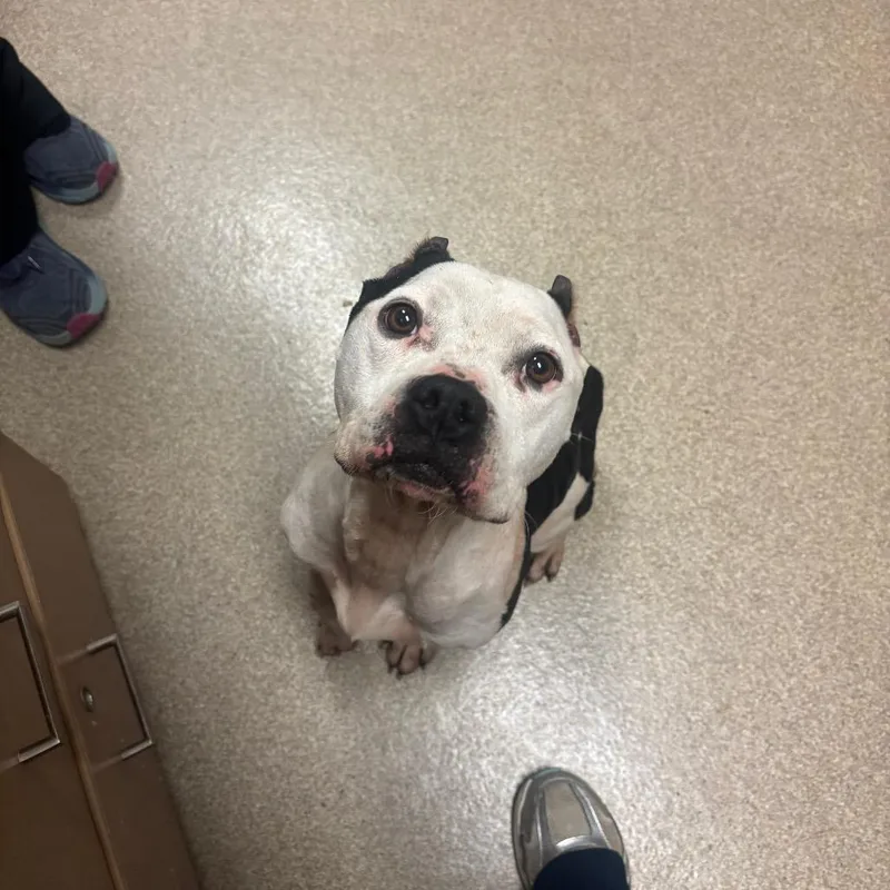 An adult medium-sized female Pit Bull Terrier dog named Angel for adoption in Bristol, IN