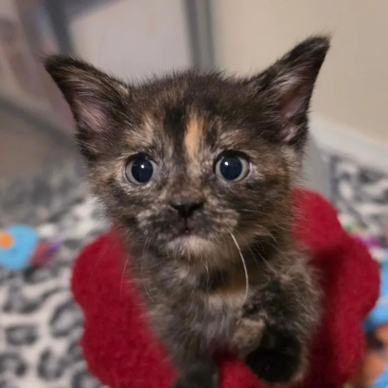 A baby small-sized female Tortoiseshell Domestic Short Hair cat named Pino for adoption in Columbia, MO