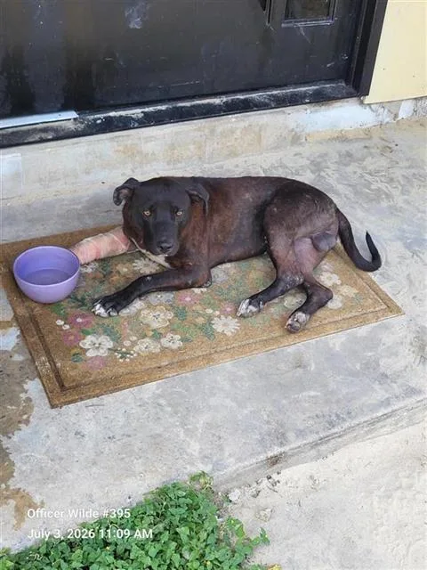 A young medium-sized male American Staffordshire Terrier dog named Buddy for adoption in San Antonio, TX