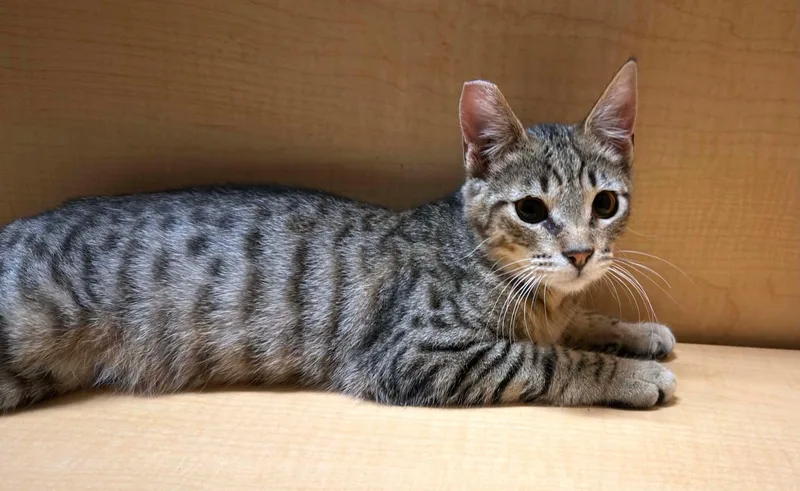 A young medium-sized male Brown / Chocolate Tabby cat named Mordecai for adoption in Yuba City, CA