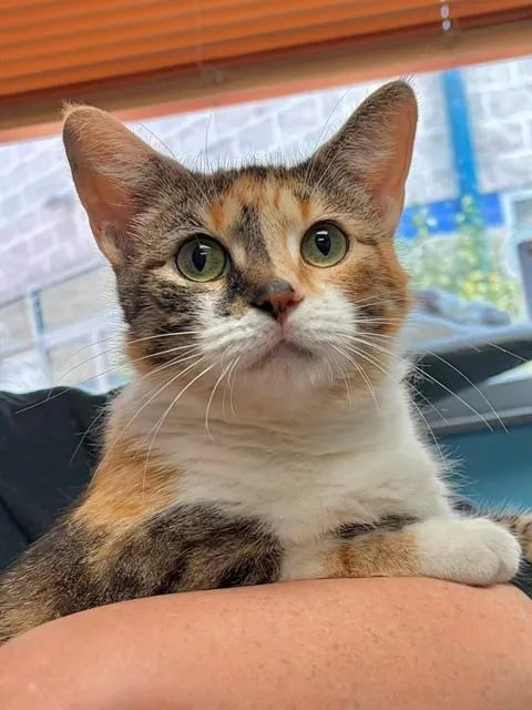 A young medium-sized female Domestic Short Hair cat named Cayenne for adoption in Canfield, OH