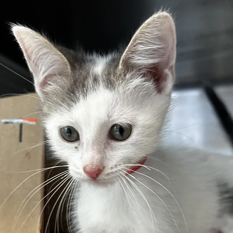 A baby small-sized female White Domestic Short Hair cat named Gucci Bloom for adoption in Chicago, IL