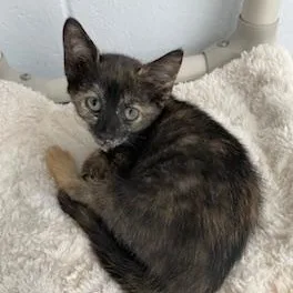 A baby medium-sized female Tortoiseshell Domestic Short Hair cat named Spicy for adoption in Stafford, VA