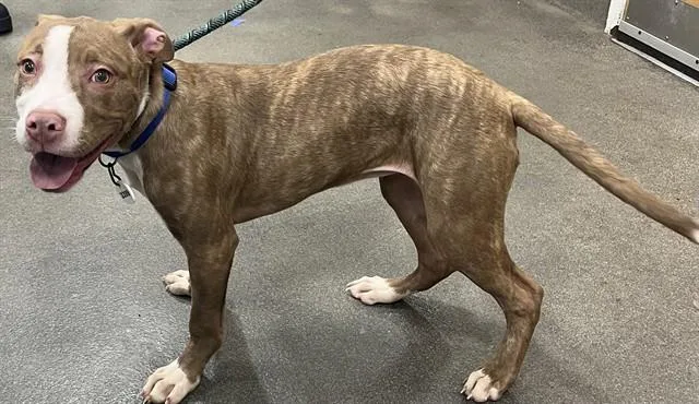 A baby small-sized female Pit Bull Terrier dog named Demmi for adoption in Upper Marlboro, MD