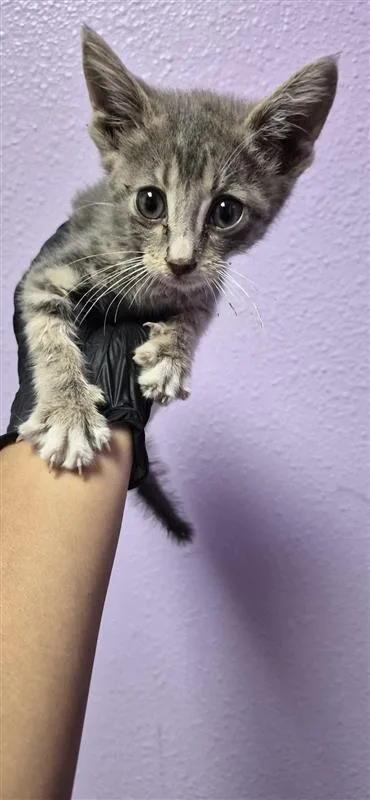 A baby small-sized male Gray / Blue / Silver Domestic Short Hair cat named 61289295 for adoption in El Paso, TX