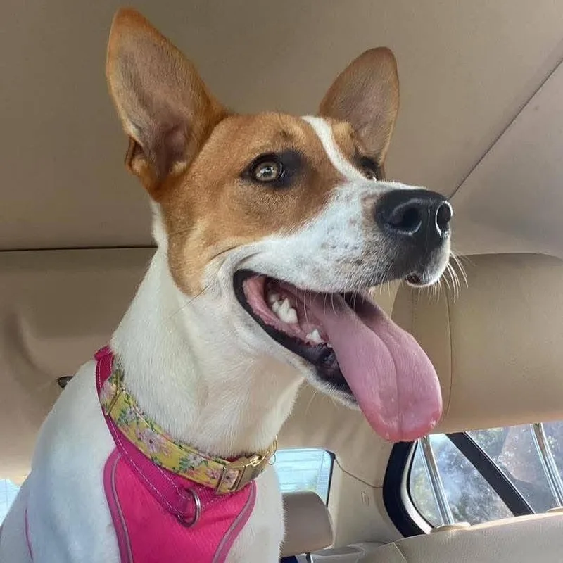 Sweetheart Valentine thumbnail 2