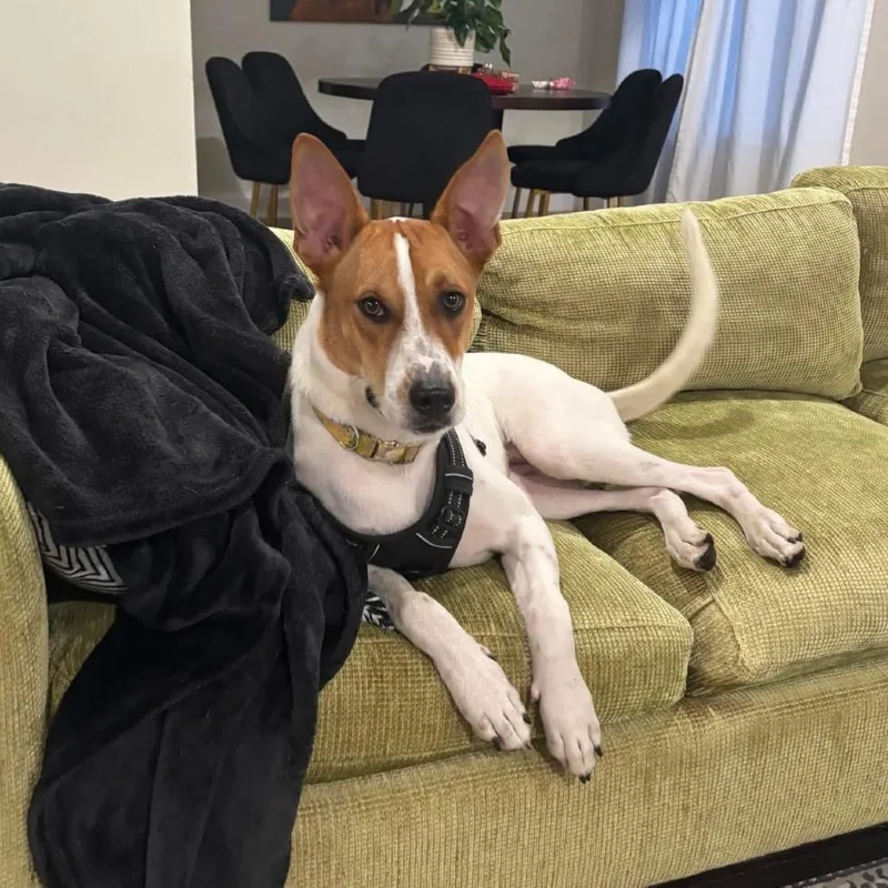 Sweetheart Valentine thumbnail 3