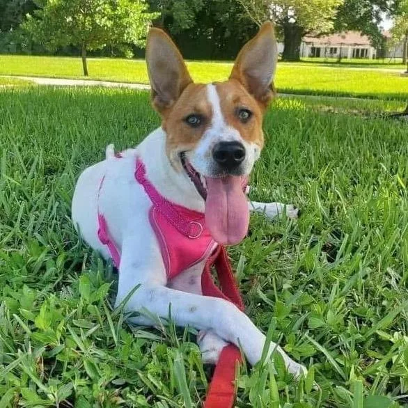 Sweetheart Valentine thumbnail 4