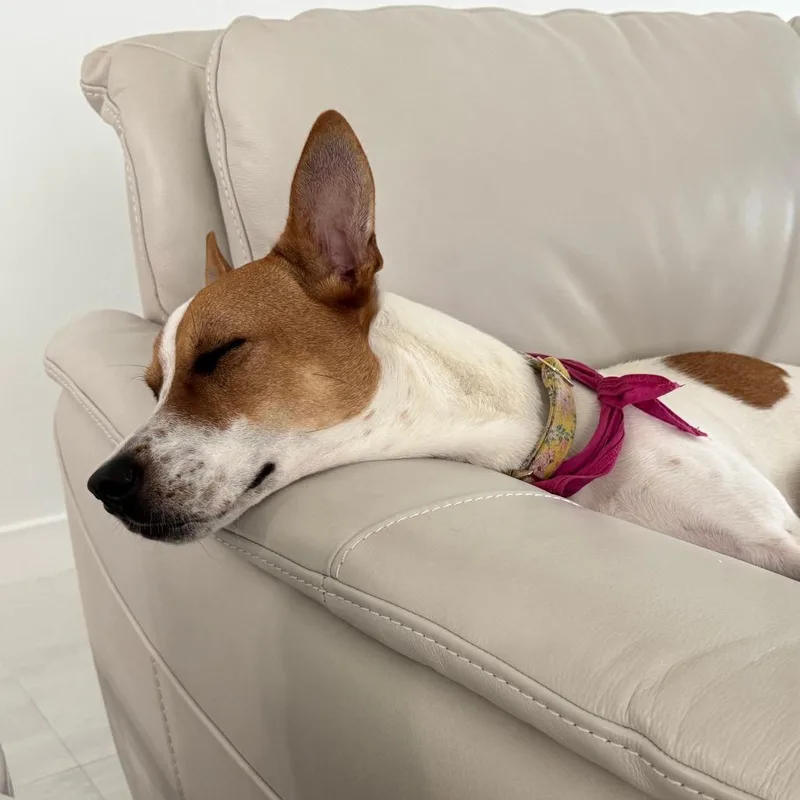 Sweetheart Valentine thumbnail 5