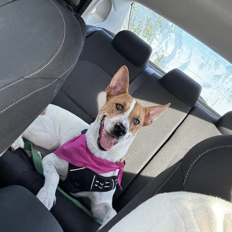 Sweetheart Valentine thumbnail 6