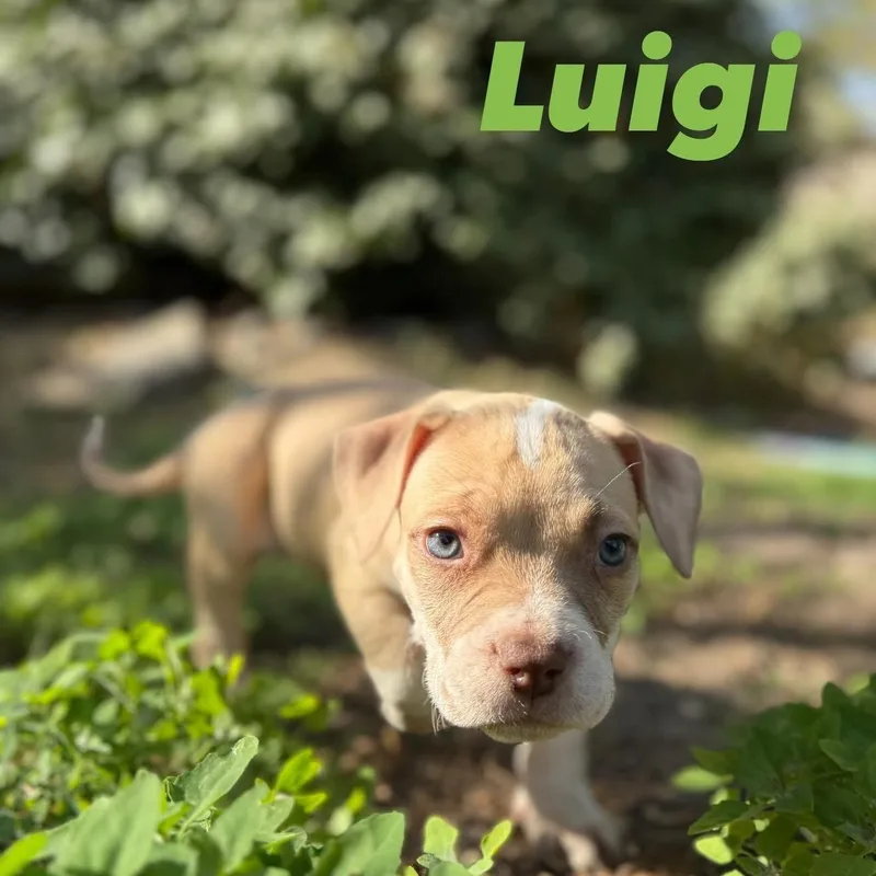 Luigi