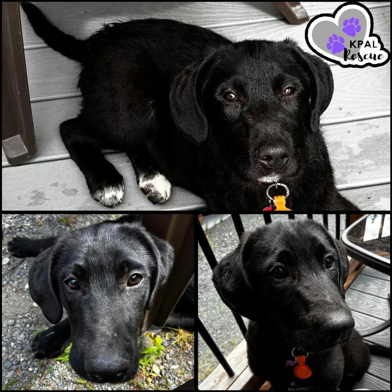 A baby large-sized male Tricolor (Brown, Black, & White) Mixed Breed dog named Howdy Yeehaw Litter for adoption in Kenai, AK