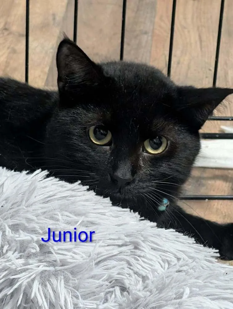 An adult medium-sized male Black Domestic Short Hair cat named Junior for adoption in Metamora, IL
