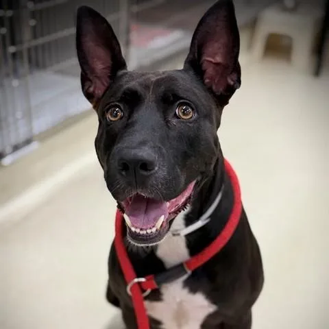 An adult medium-sized female Black Pharaoh Hound dog named Pepper for adoption in Columbia, MD