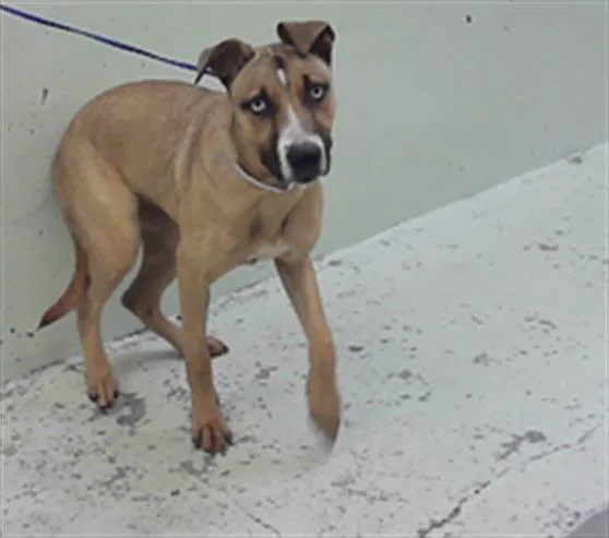 A young medium-sized female Staffordshire Bull Terrier dog named Monsoon for adoption in Houston, TX