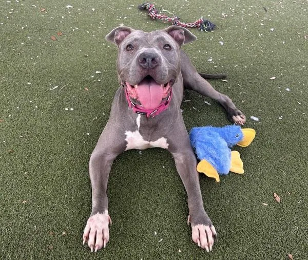 An adult large-sized female Mixed Breed dog named Beauty for adoption in Austin, TX