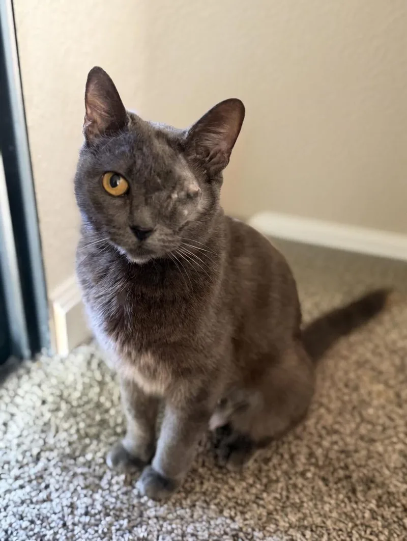 An adult medium-sized female Gray / Blue / Silver Russian Blue cat named Kataya for adoption in Fresno, CA
