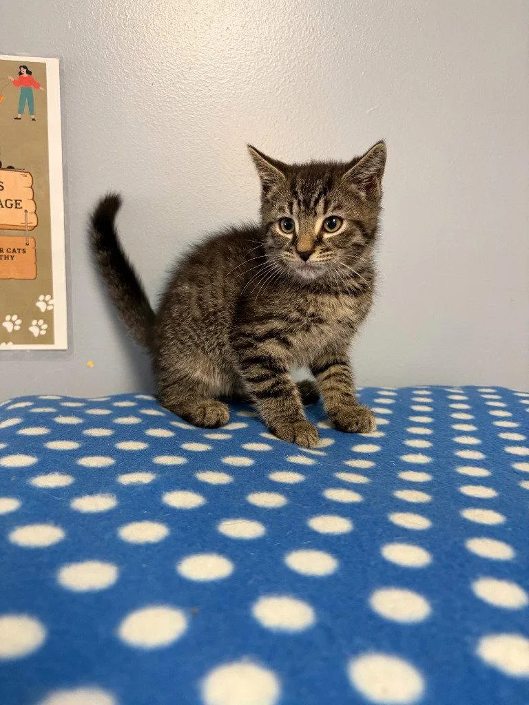 A baby small-sized male Domestic Short Hair cat named Sawyer for adoption in Lovingston, VA