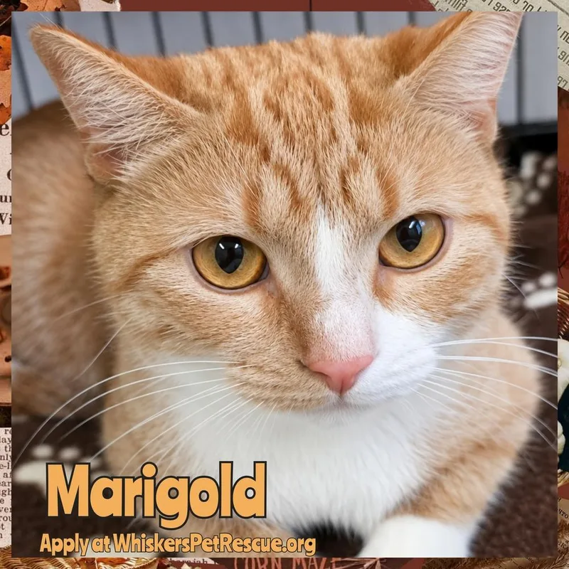 An adult medium-sized female Orange & White American Shorthair cat named Marigold for adoption in Southbury, CT