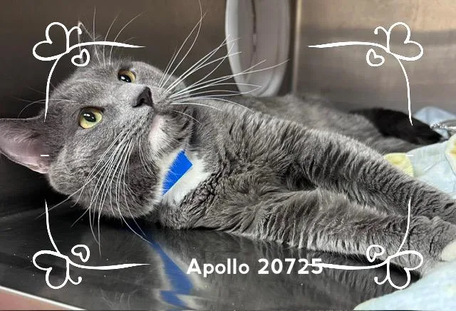 A young medium-sized male Gray & White Domestic Short Hair cat named Apollo for adoption in Marietta, GA