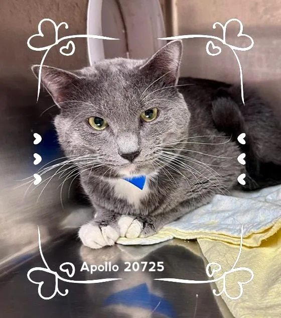 Apollo thumbnail 2