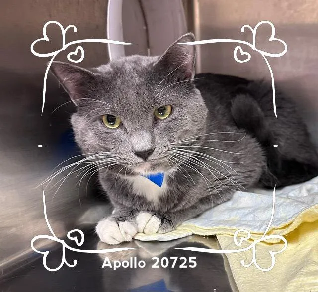 Apollo thumbnail 3