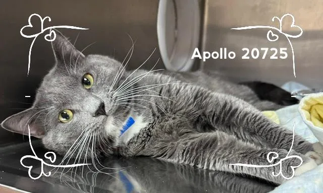 Apollo thumbnail 4
