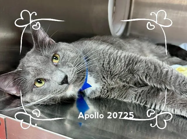 Apollo thumbnail 5