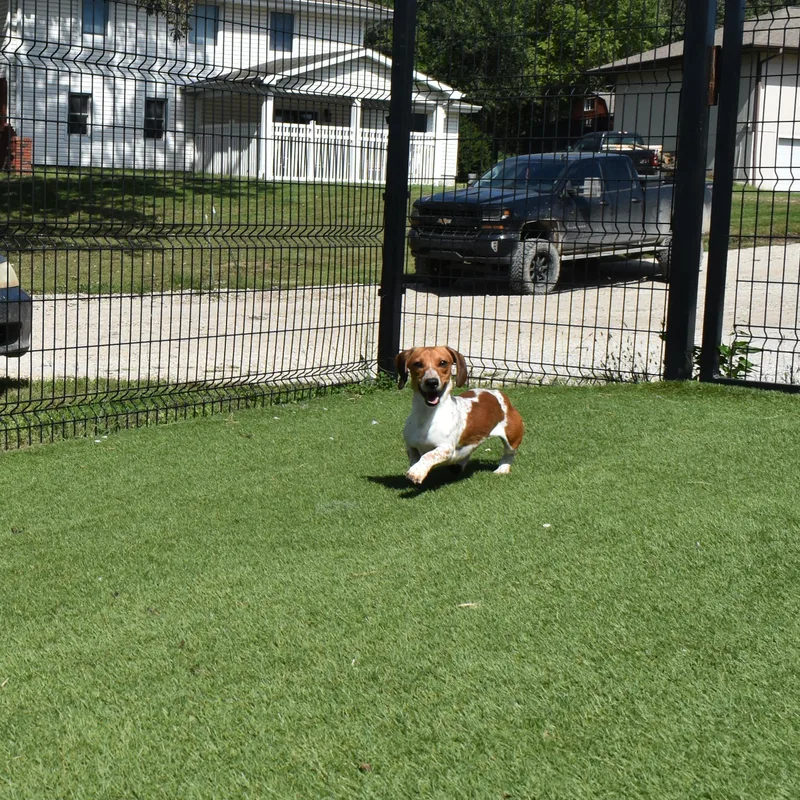 A young small-sized male Dachshund dog named Celebi for adoption in Auburn, NE