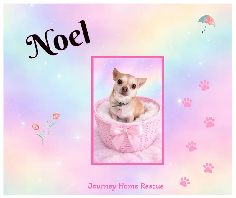 An adult small-sized female Golden Chihuahua dog named Noel for adoption in East Wenatchee, WA