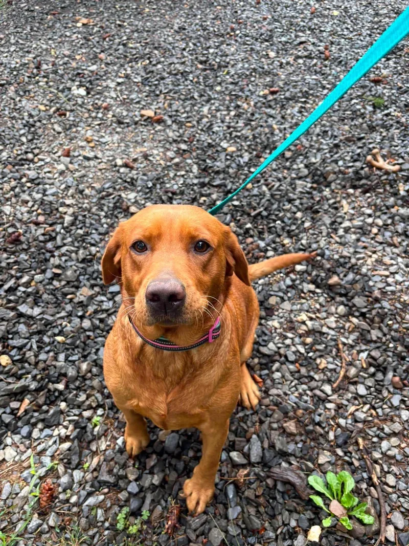 An adult medium-sized female Labrador Retriever dog named Ruby for adoption in Havertown, PA