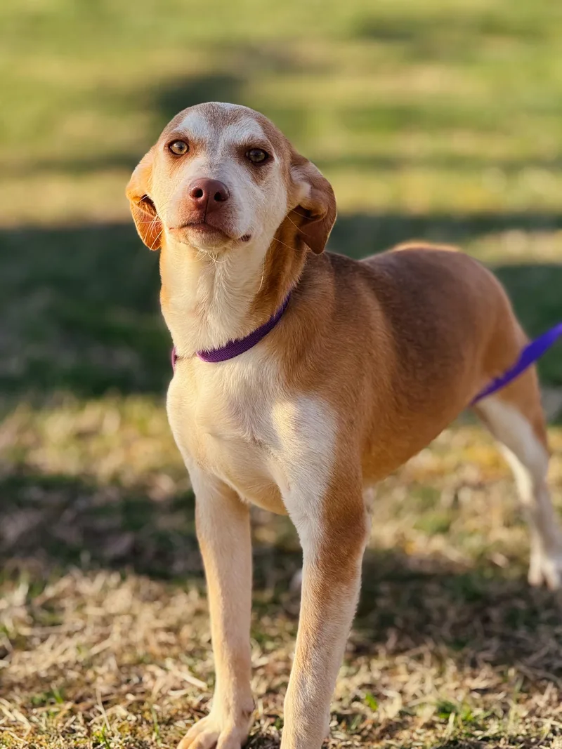 Selene  Transport thumbnail 2