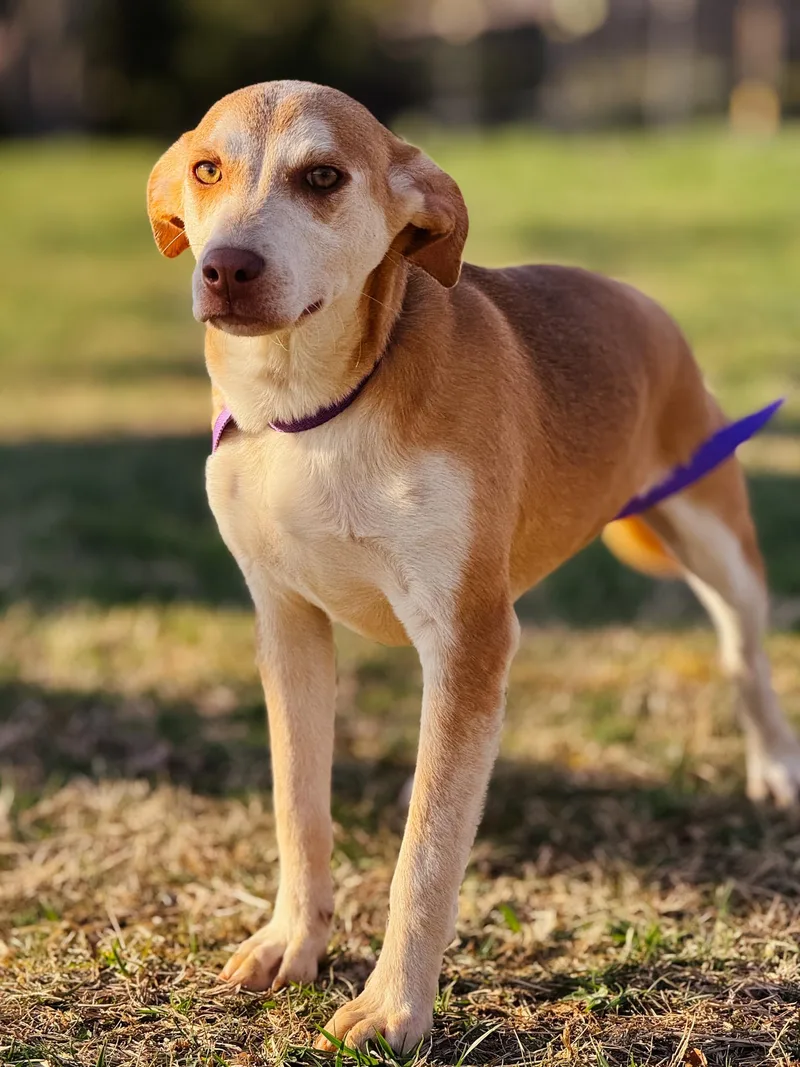 Selene  Transport thumbnail 3