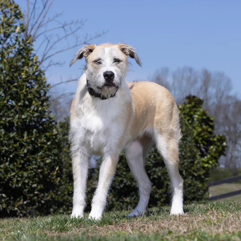 A young large-sized male Yellow / Tan / Blond / Fawn Mixed Breed dog named Tucker for adoption in Franklin, TN