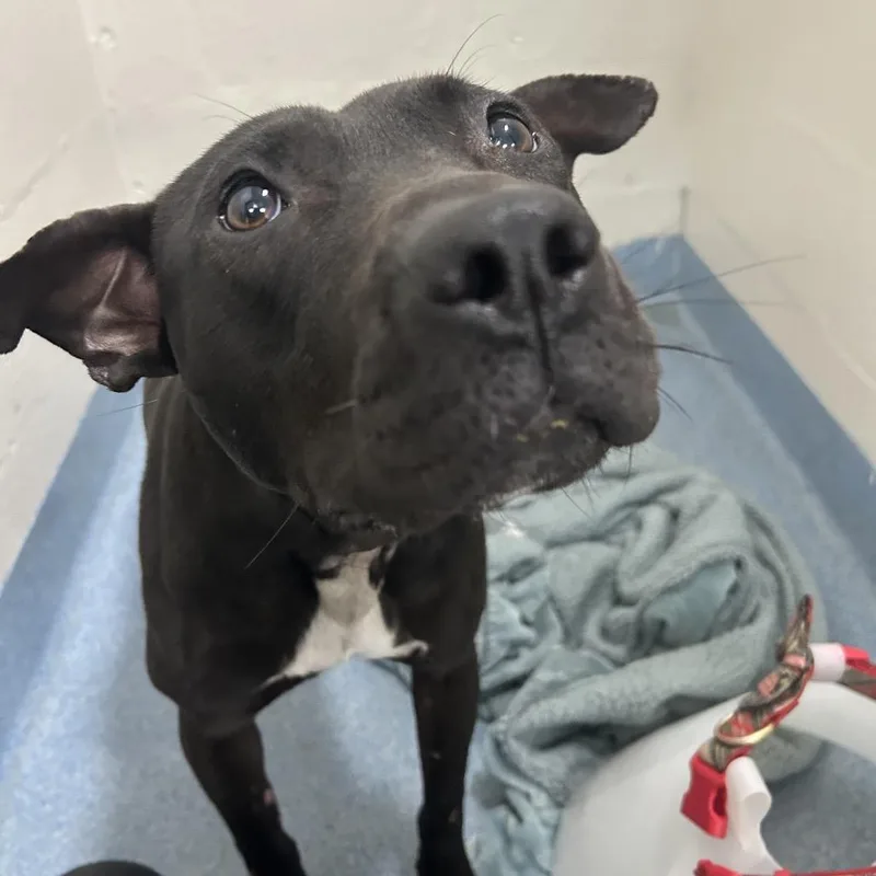 An adult medium-sized male Black Mixed Breed dog named Phil for adoption in Gainesville, FL