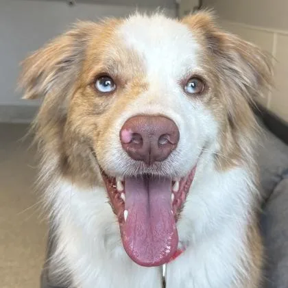 An adult medium-sized male Red / Chestnut / Orange Mixed Breed dog named Hyde for adoption in Lansing, MI