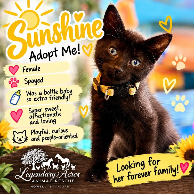 A baby medium-sized female Black American Shorthair cat named Sunshine for adoption in HOWELL, MI