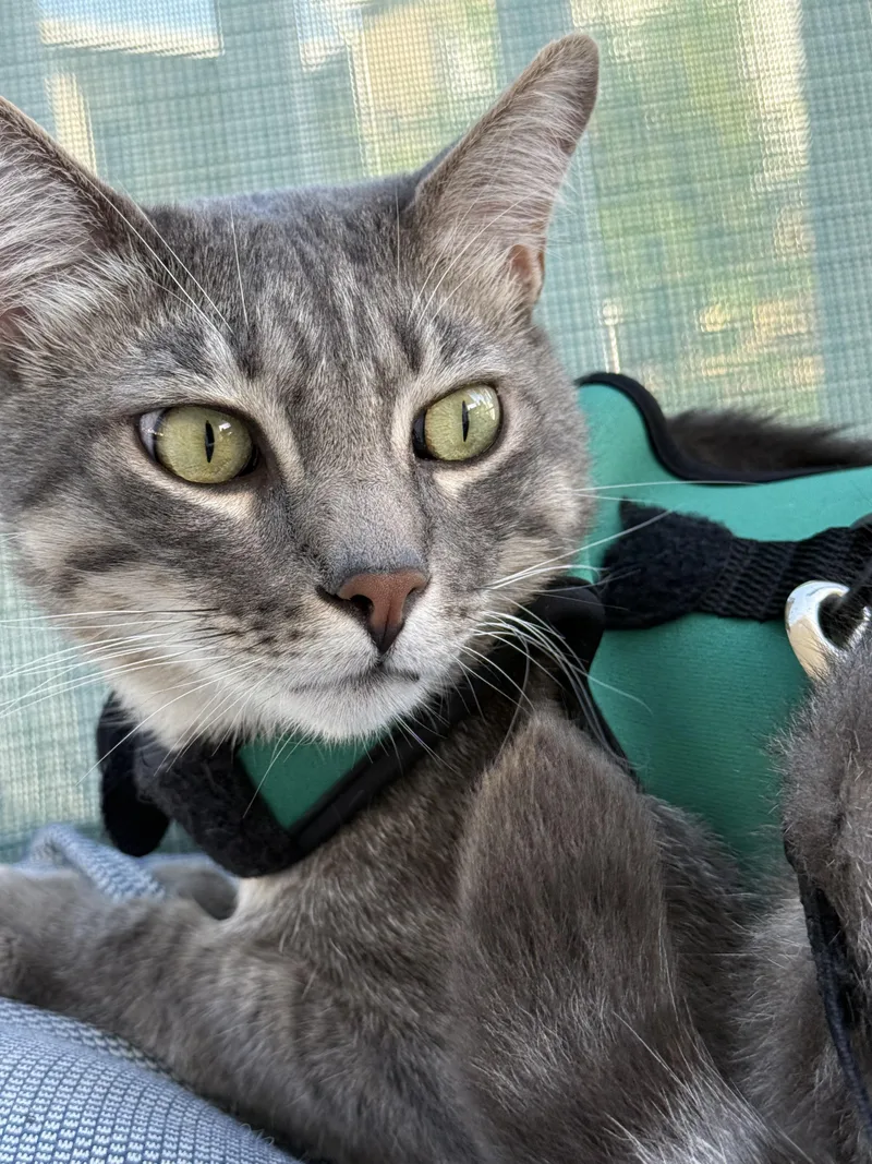 An adult medium-sized male Tabby cat named Ozzie for adoption in Costa Mesa, CA