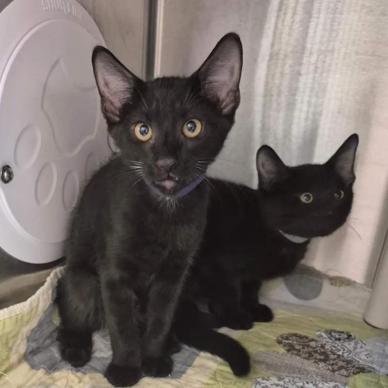 A baby small-sized male Black Domestic Short Hair cat named Skeeter for adoption in Kingman, KS