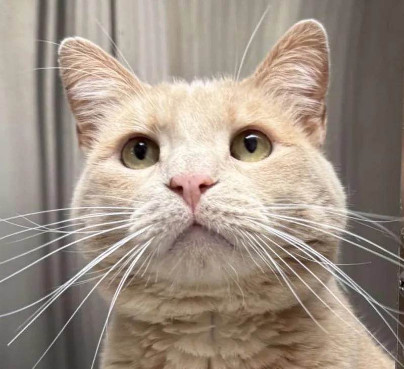 A young medium-sized male Domestic Short Hair cat named Thomas J O’Malley for adoption in Ontario, OR