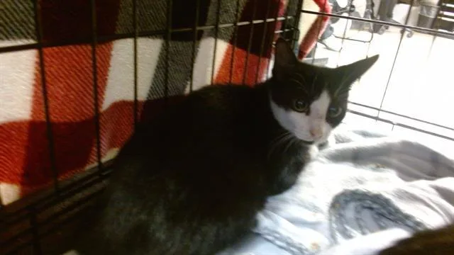 A baby small-sized male Domestic Short Hair cat named Sardine for adoption in Miami, FL