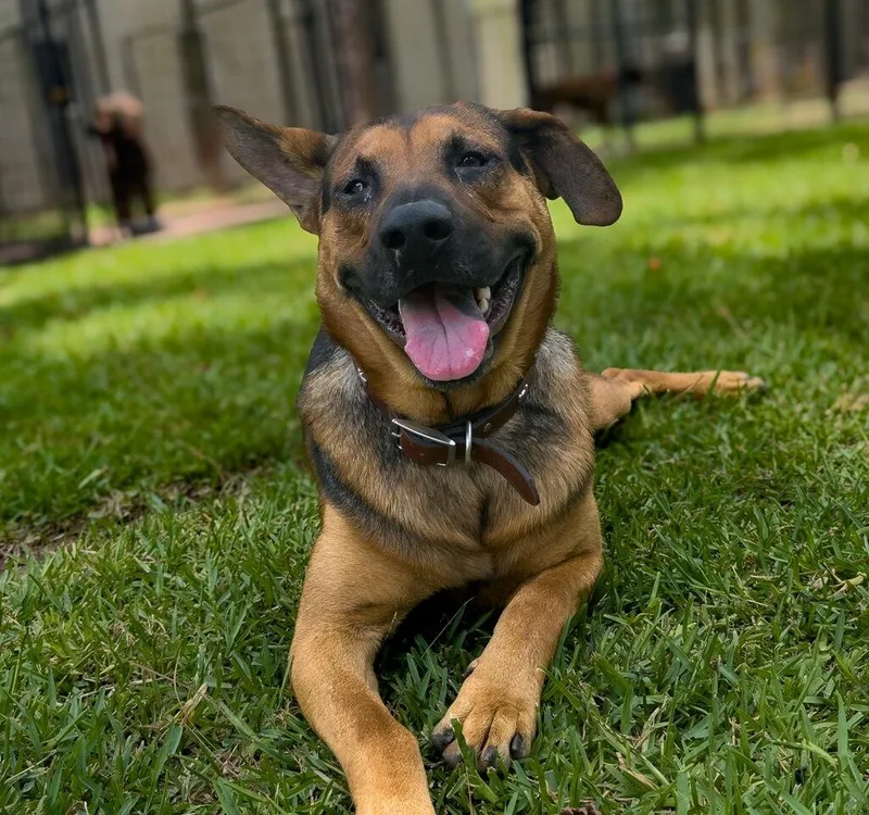 An adult medium-sized male Bicolor German Shepherd Dog dog named Diego for adoption in Brenham, TX